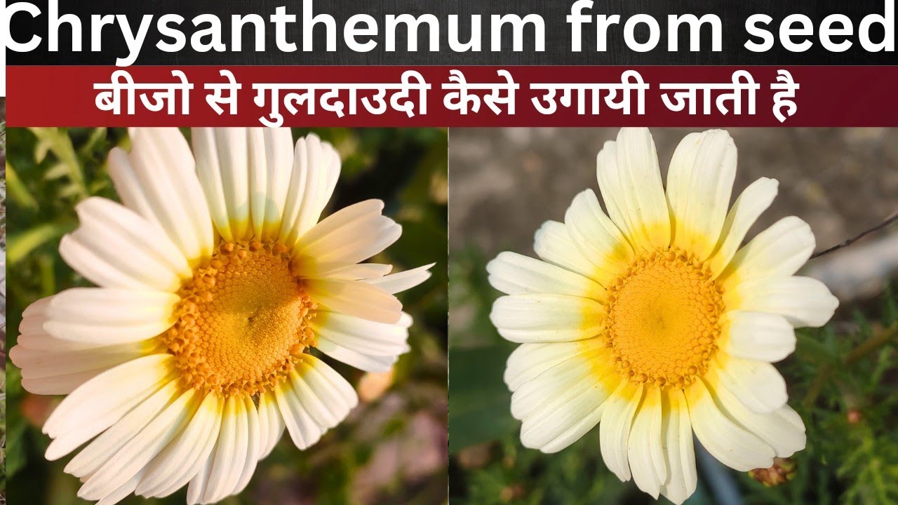 Chrysanthemum from seed to bloom|how to grow chrysanthemum|chrysanthemum plant care