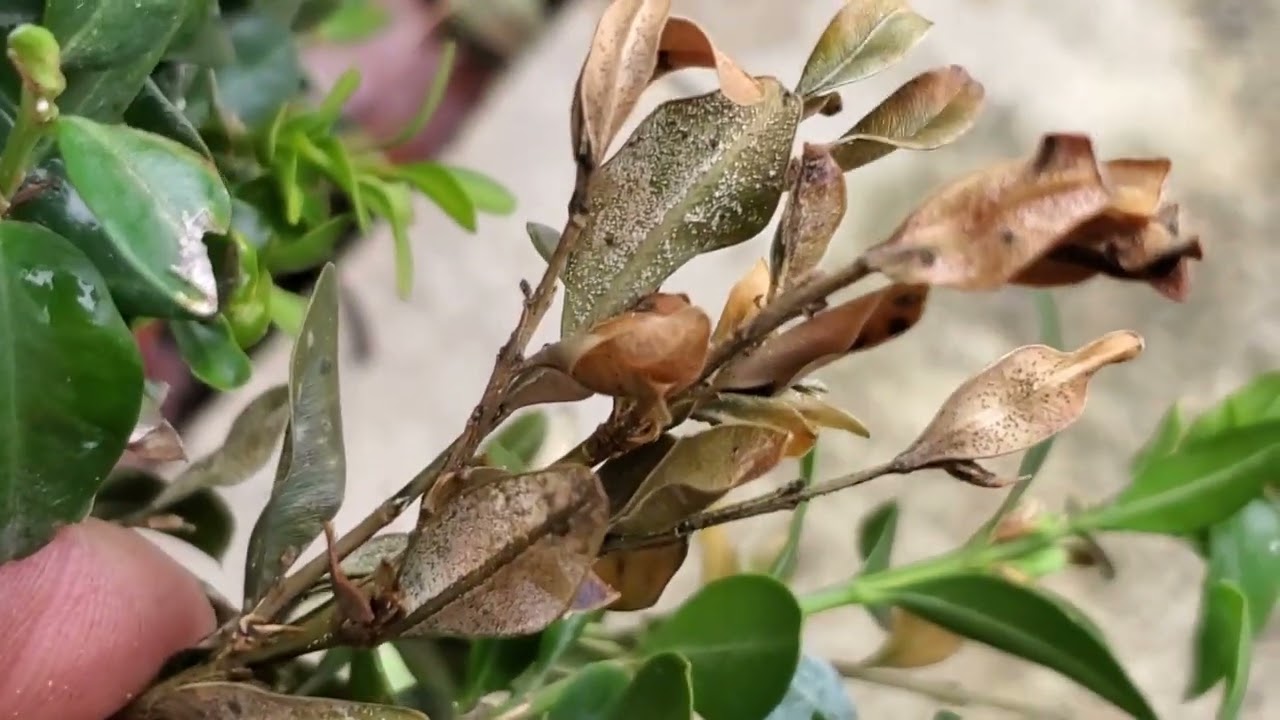 A close look at Volutella Buxi a plant pathogen that infects stressed Buxus plants.