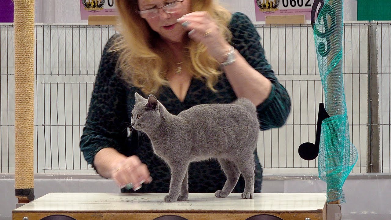 CFA International Show 2019 - Chartreux Kitten Class Judging