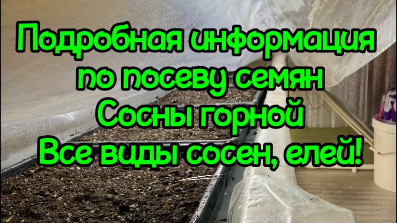 🌲Подробная информация по посеву семян Горной Сосны, все виды Сосен, и Елей!!!🌲