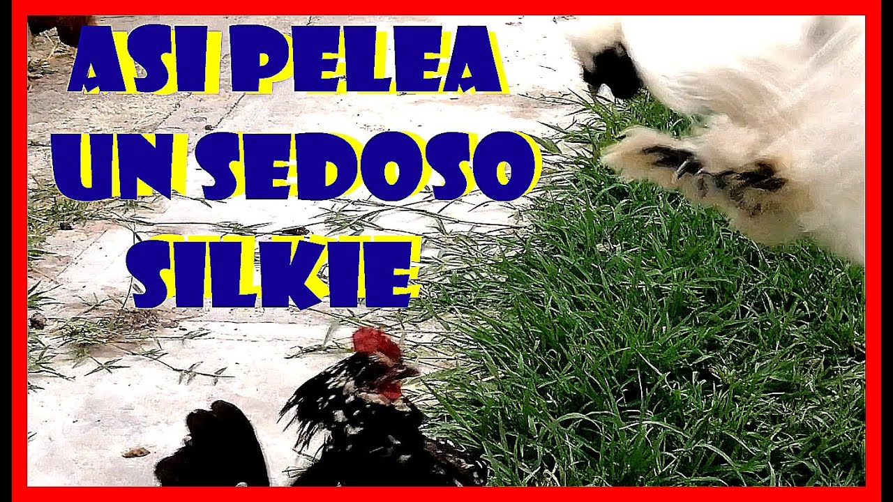 Silkies gallinas gallo nos sorprende contra gallina negra ponedora e intenta poner condiciones