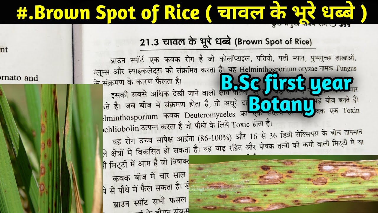 Brown spot of Rice || चावल के भूरे धब्बे || plant pathology || B.Sc first year Botany