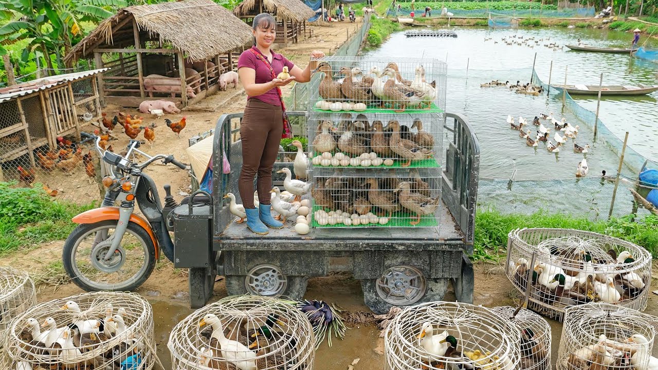 Timelapse - Harvest Ducks After 4 Months & Watch Them Go to Market!