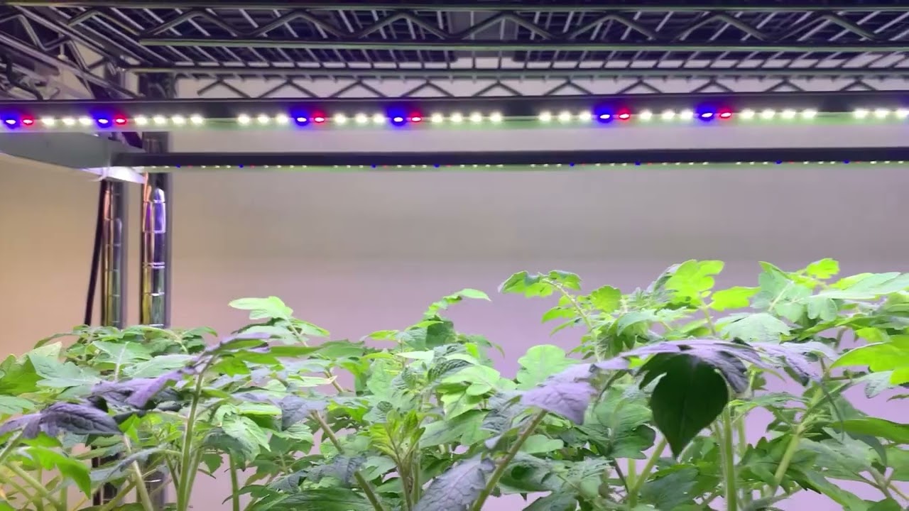 ARZ 2H 60W LED GROW LIGHT Designed for Vertical Farming Leafy Vegetables