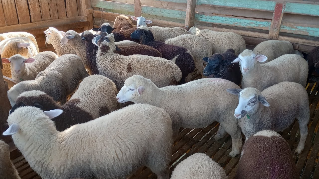 ATUALIZAÇÃO DE COMO ESTÃO OS CORDEIROS E AS BORREGAS 