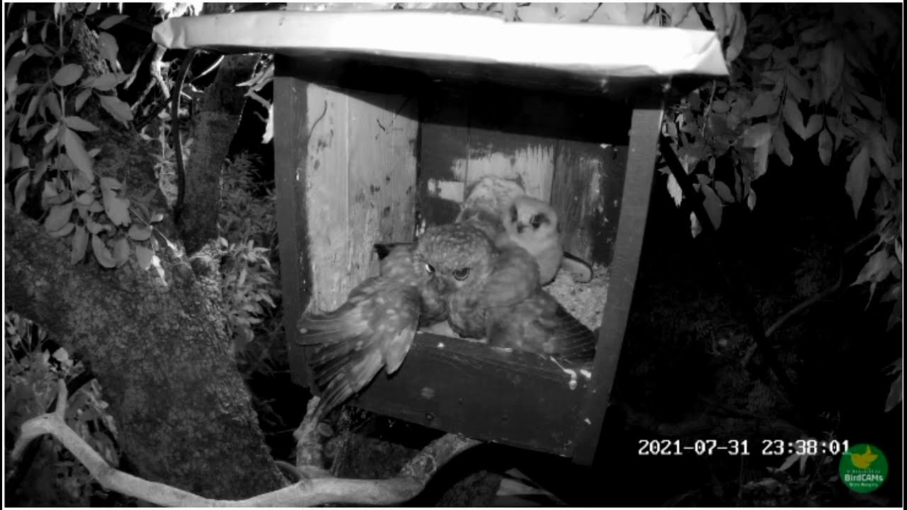 Owl attacked the nest of the Red footed falcon at night and took the chick/Ящик кобчика. Сова напала