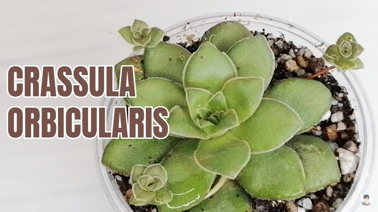 suculentas crassula orbicularis donsuculento