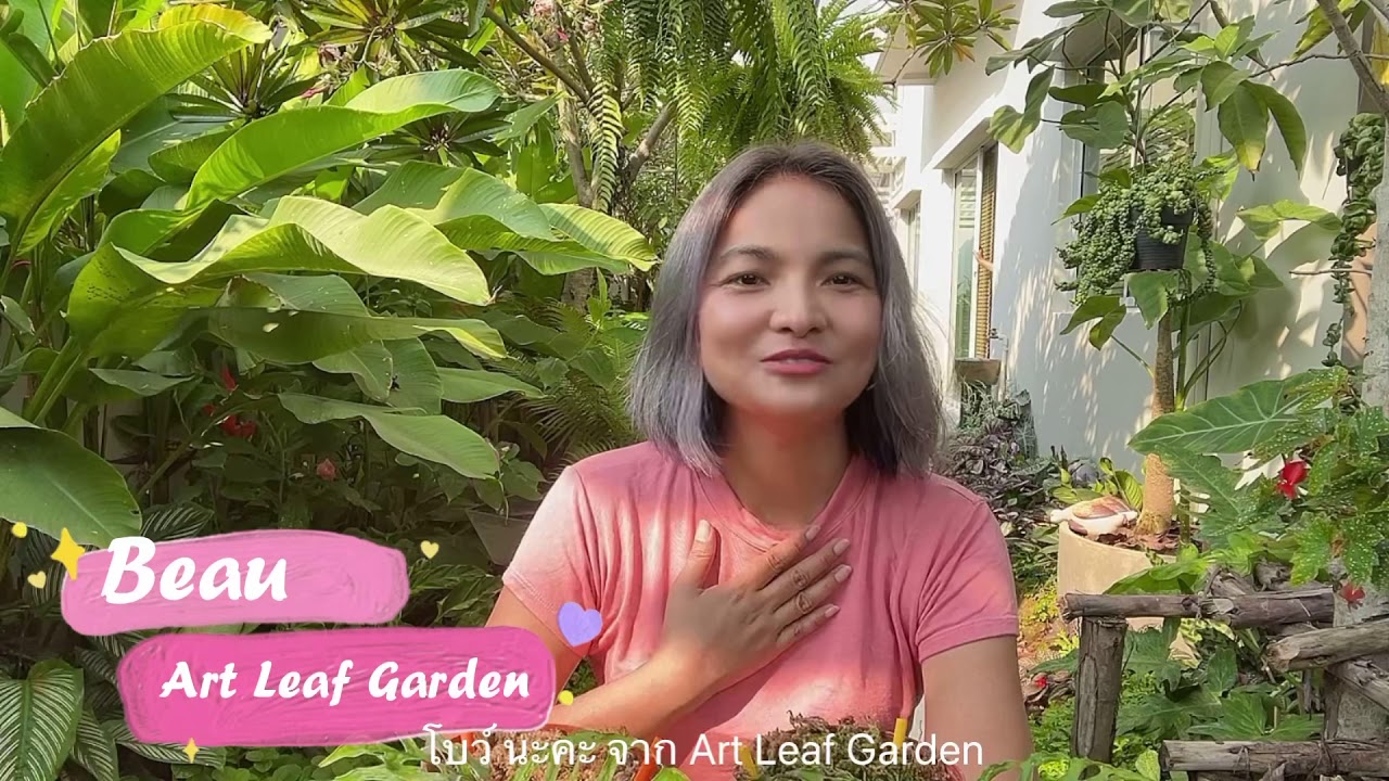 Rare Plant Collection:  Monstera Obliqua Peru