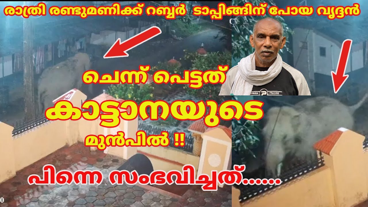 രാത്രി രണ്ടുമണിക്ക്  വൃദ്ദൻ ചെന്ന് പെട്ടത് കാട്ടാനയുടെ മുൻപിൽ . പിന്നെ സംഭവിച്ചത് #elephant #kannur