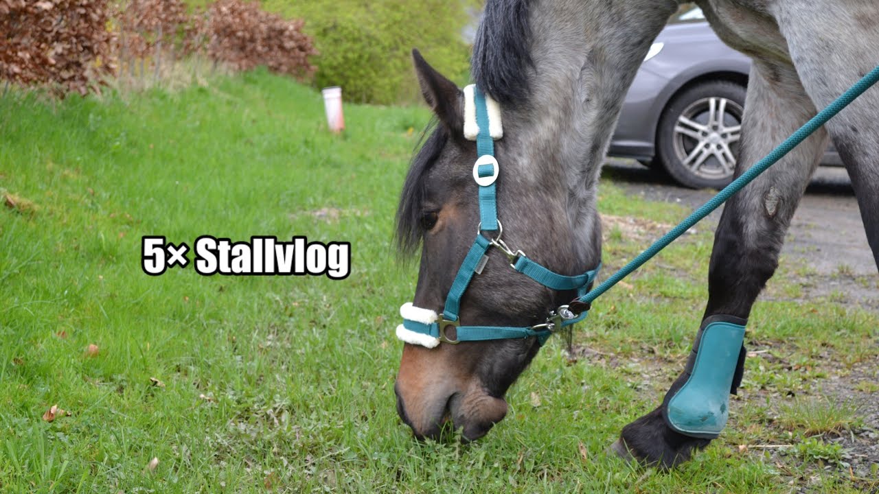 1 Week Stallvlogs 🐴 | Amelies Tierwelt💕