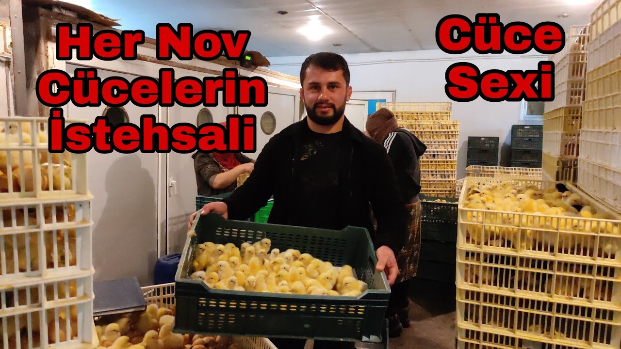 Cüce İstesali. Her Nov Cücelerin Sifarisi ve Satısi #elixezer #cuce #civcivçıkımı