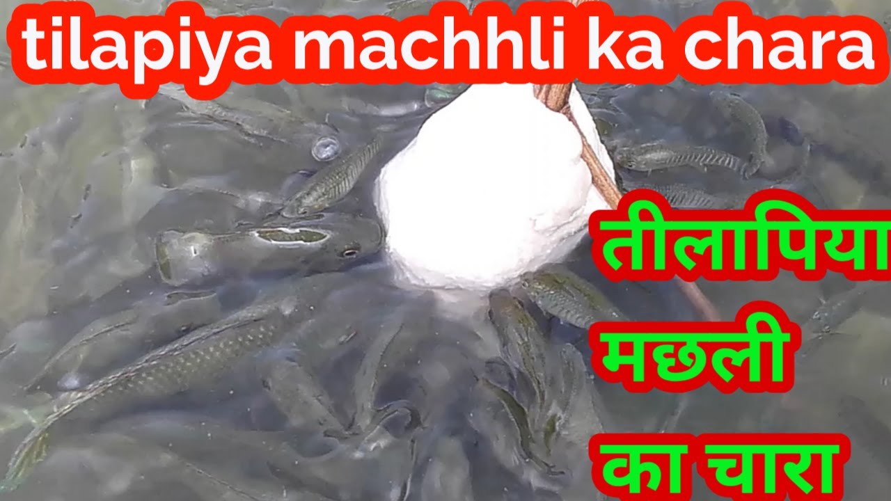 तिलापिया मछली का चारा || tilapiya fish bait || Sundar bihar
