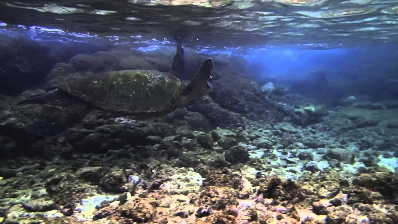 Snorkeling - Richardson Beach Park - Hilo Hawaii