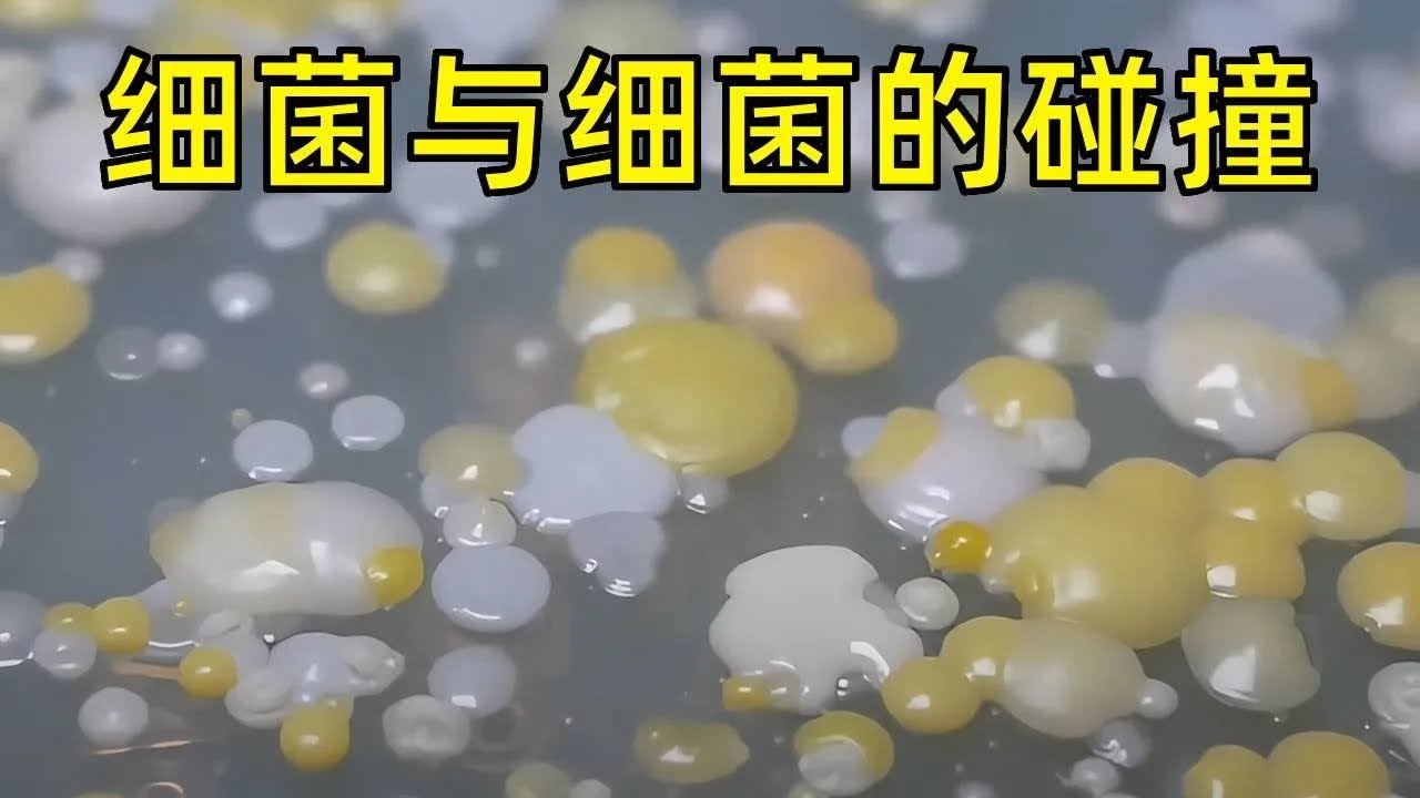 注意看！眼前这些疯狂生长的菌落竟然都是从脚丫子上提取出来的，与大豆发酵产生的纳豆菌将会有怎样的碰撞！【天野侠】