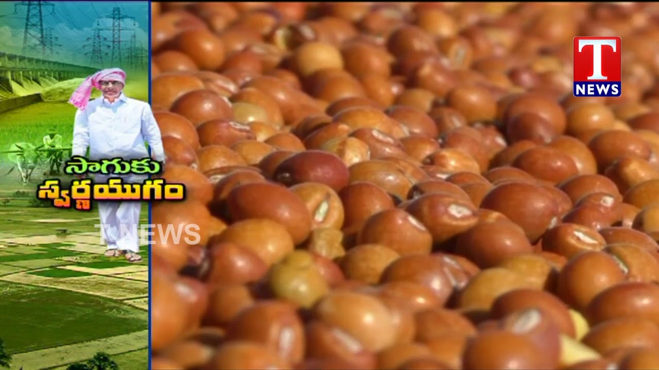 Special Report on Agriculture Development in Telangana | CM KCR | TNews live Telugu