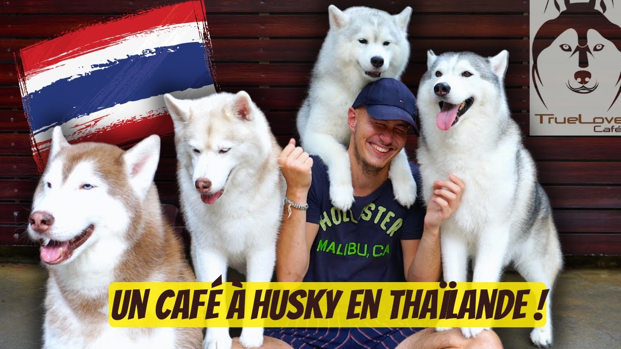 UN CAFÉ À HUSKY à Bangkok - Thaïlande !! (J'ai craqué ❤️)