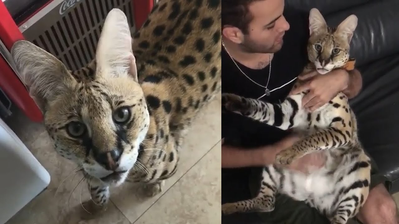 Man rescued a special huge kitty from a tiny cage - You'll be melted by this kitty's cuteness