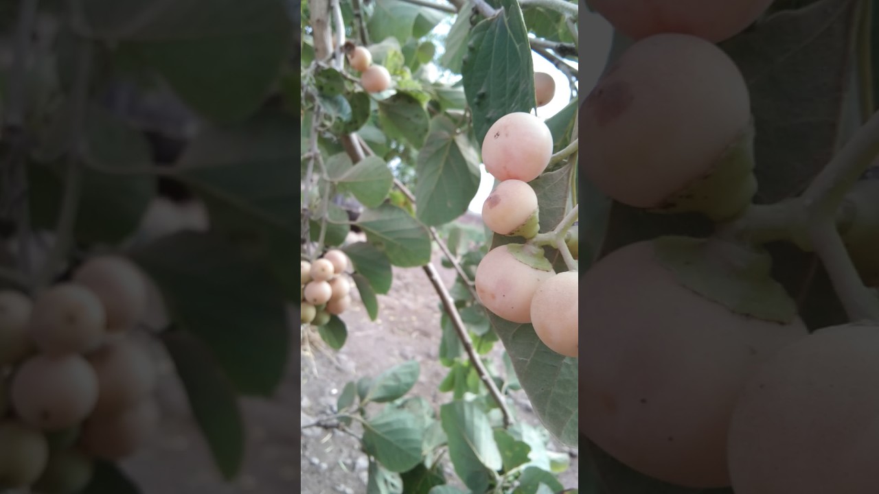Glue berry fruit #farming #gardening #fruits #fruittrees #youtubeshorts