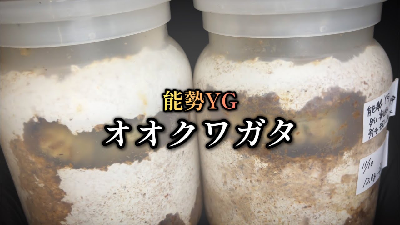 オオクワガタ♀菌糸ビン交換【能勢YG】