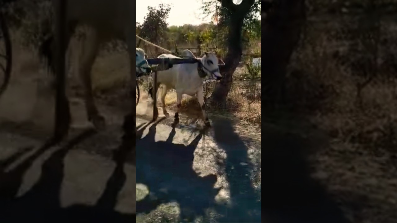 Nagaur Rajasthan #cow #gircowgujaratbhavngar #farming #bullfarm #motivation #bull #gir #bullrace