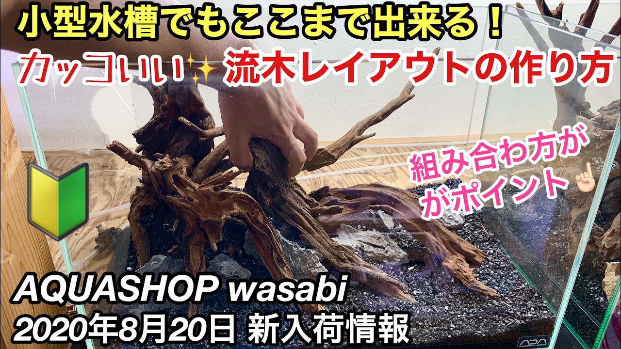 小型水槽流木レイアウトの作り方！AQUASHOP wasabi ２０２０年８月２０日新入荷情報 ADAネイチャーアクアリウム水草水槽立ち上げ初心者、石組み構図、メイキング、レッドミリオフィラム、ロタラ