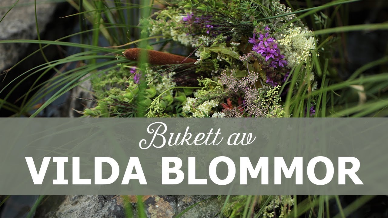 Bukett av vilda blommor