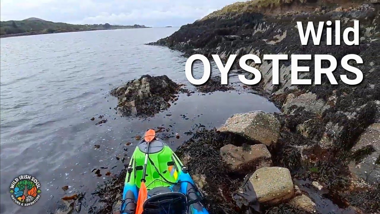 OYSTER COOK UP. Kayaking to an Island for a coastal forage.