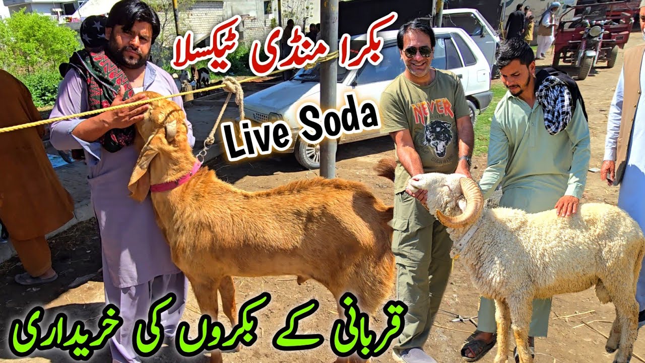 Live Soda Qurbani K Bakry Taxila Bakra Mandi Latest Update 28 March 2026 | Bakra Eid 