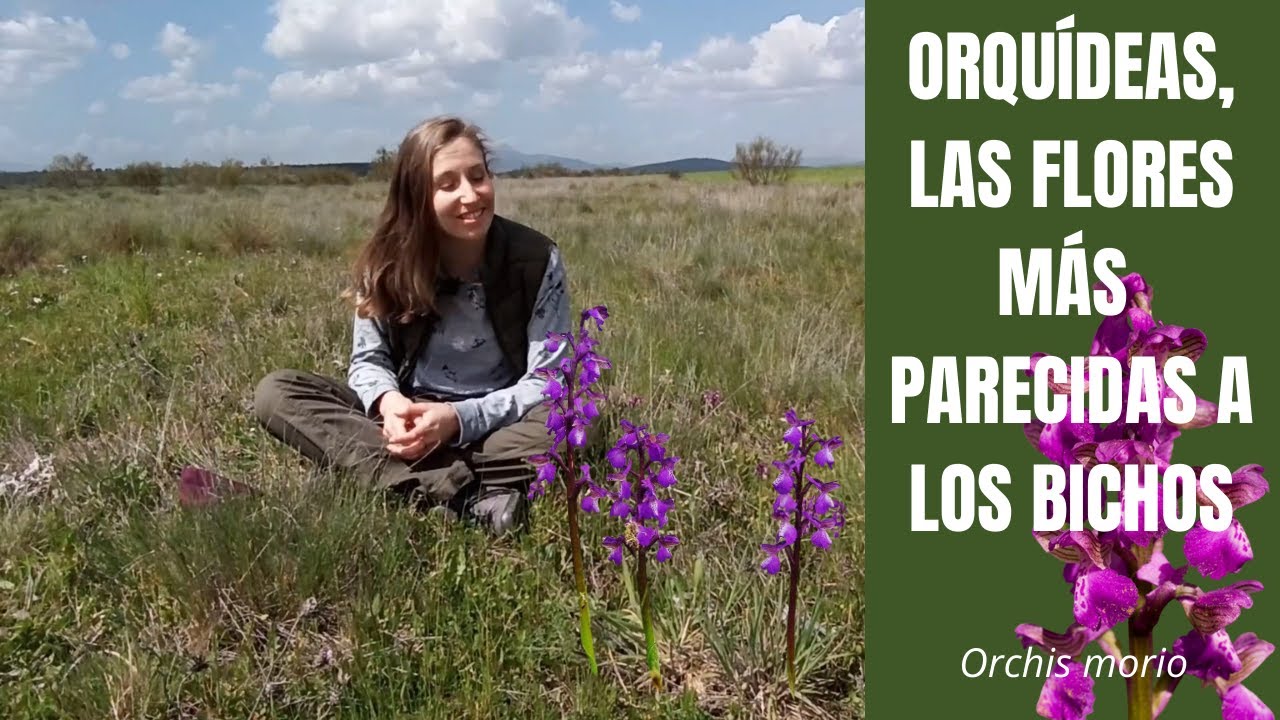 Dónde encontrar ORQUÍDEAS EN EL CAMPO | Orchis morio y curiosidades de las flores
