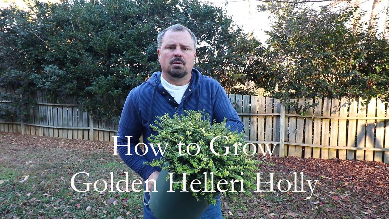 How to grow Golden Helleri Holly with a detailed description