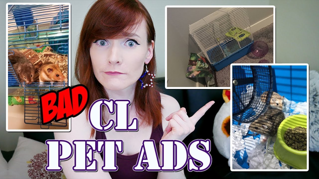 WHAT A NIGHTMARE! | Craigslist Pet Ads | Munchie's Place