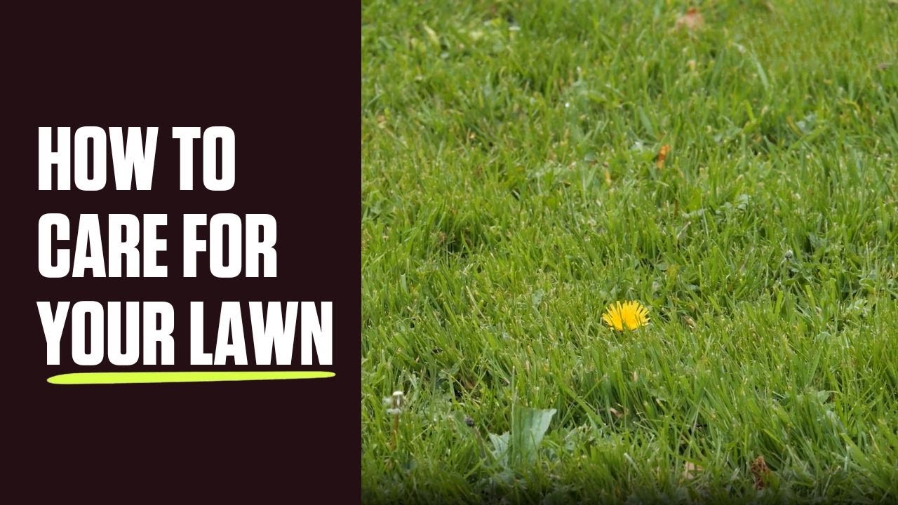 How to Care For Your Lawn
