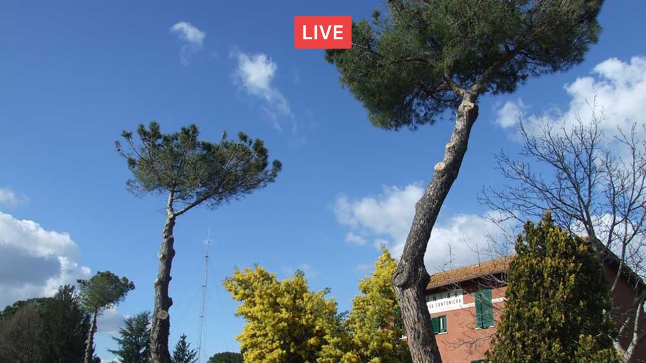 POTATURA dei PINI e altre CONIFERE. Follia CAPITOZZATURA. Parte II 🔴