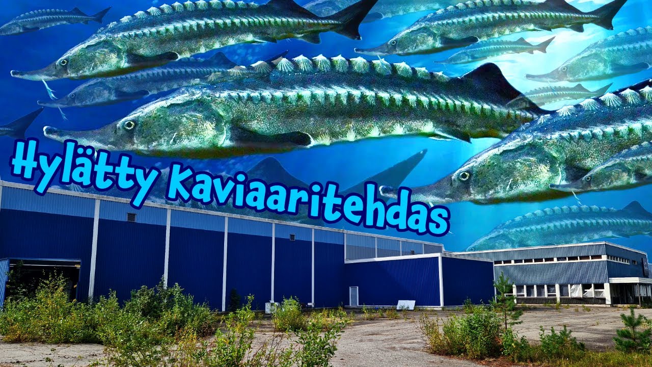 Hylätty Venäläisten Miljoonien Eurojen Kaviaaritehdas Projekti