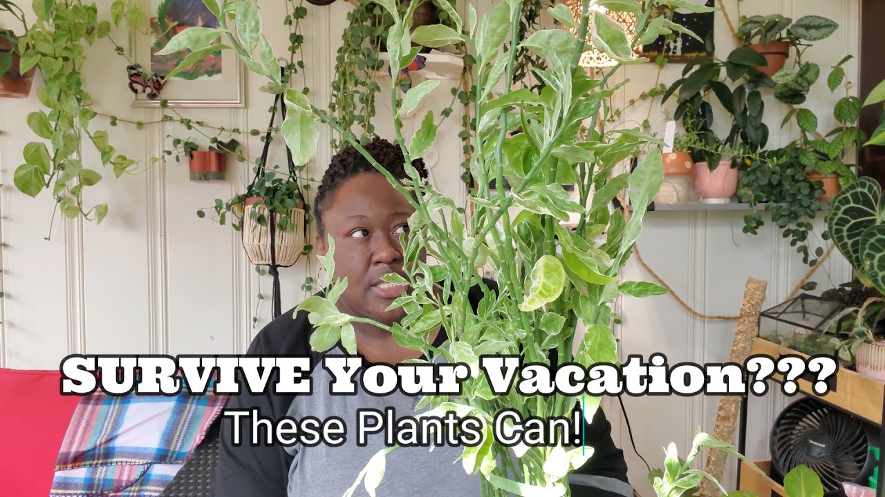 Поставьте и забудьте. Растения для тех, кто часто путешествует.
