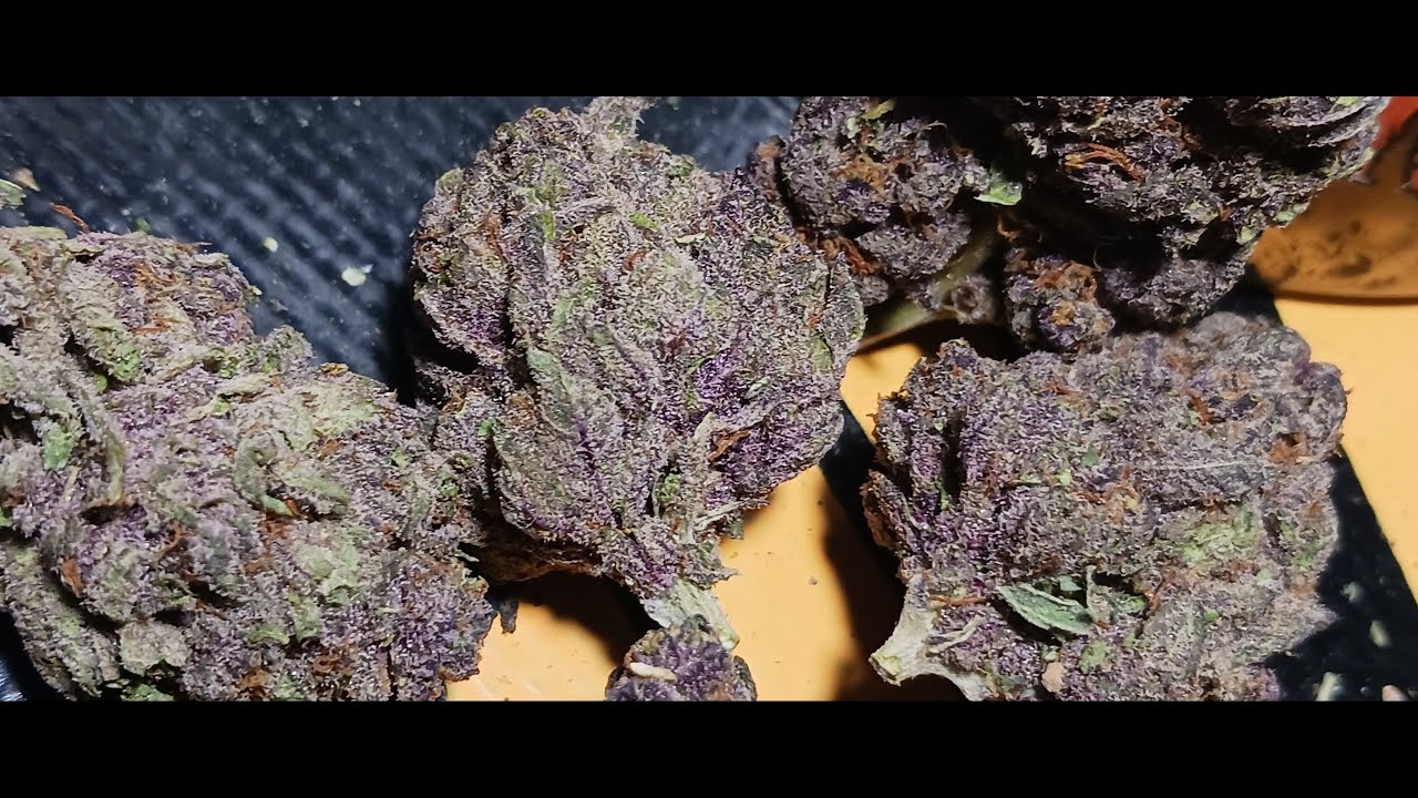 Eight Horses Hemp Gorilla Skunk Review Legal THCA Hemp