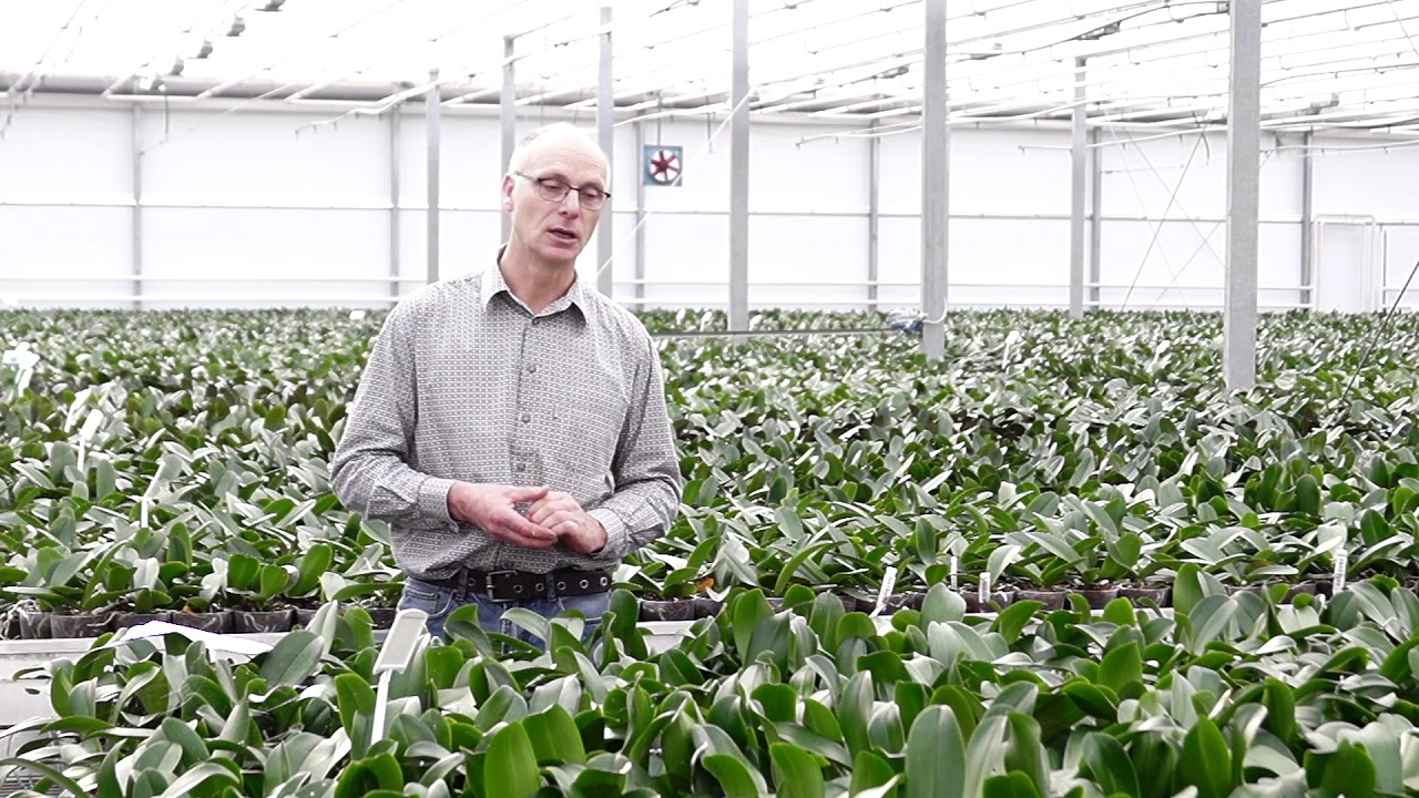 Teil 1 Welche Krankheiten gibt es bei Orchideen Gärtner gibt Profitipps
