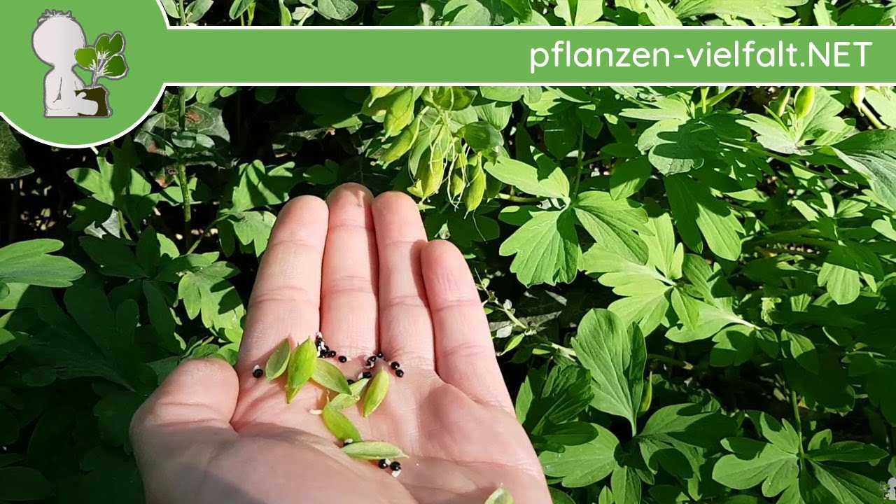 Hohler Lerchensporn - Samen - 22.04.18 (Corydalis cava) - giftige Wildpflanzen bestimmen