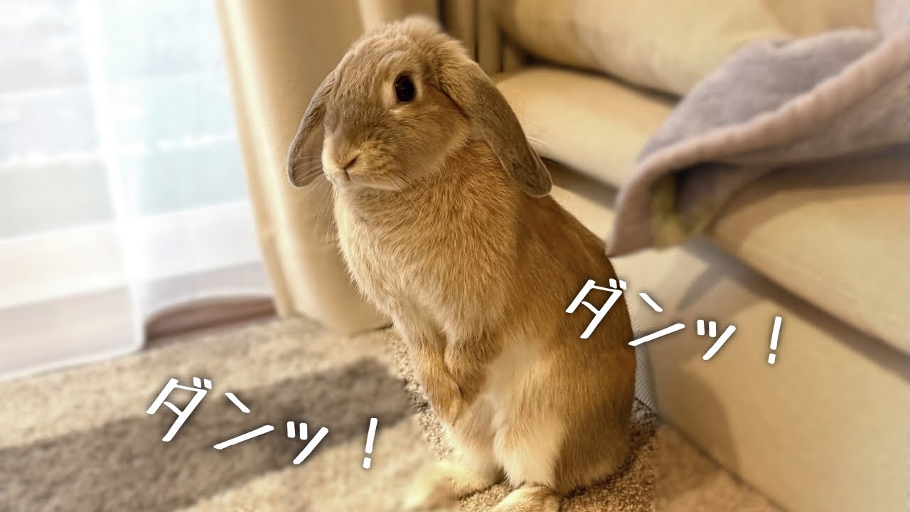 【足ダン】普段しないのに…1日に3回も足ダンしたうさぎ