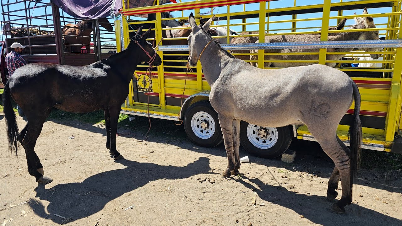 Mulas Finas y Exóticas Caballos Yeguas Ganado Aves, martes de Plaza Ganadera TEXMELUCAN PUEBLA