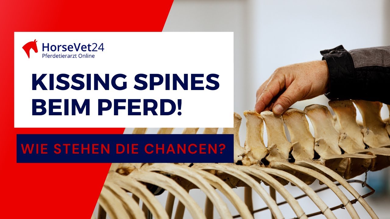 Kissing Spines beim Pferd? Ursachen, Erkennen, Therapie/ HorseVet24