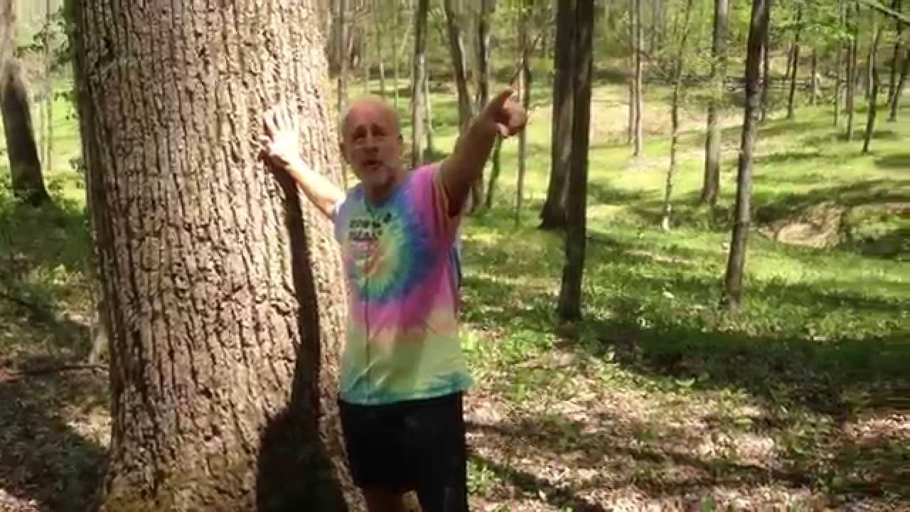 Poplar Trees
