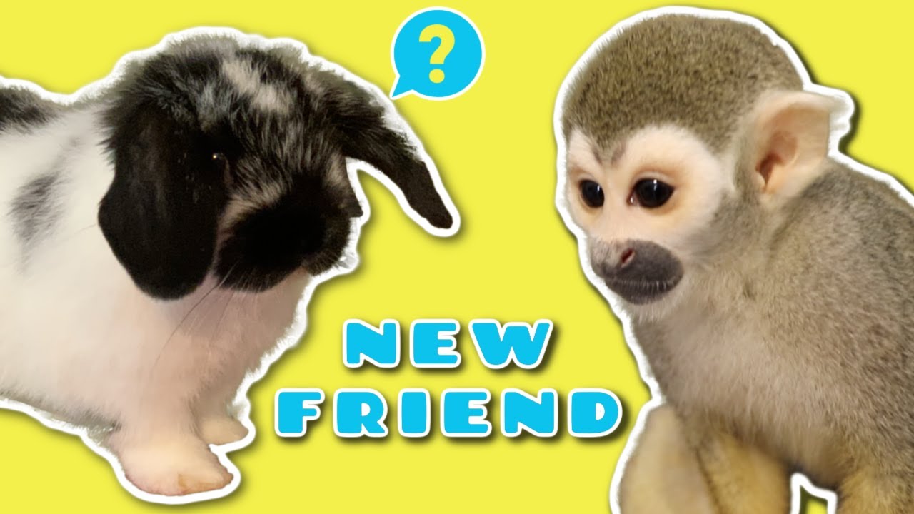 Baby Bunny Meets Ollie The Monkey (CUTE PETS)