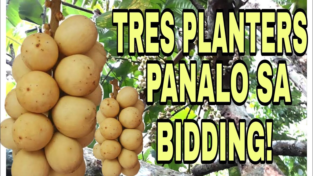BIDDING NG LANSONES, NAPALABAN! | TRES PLANTERS