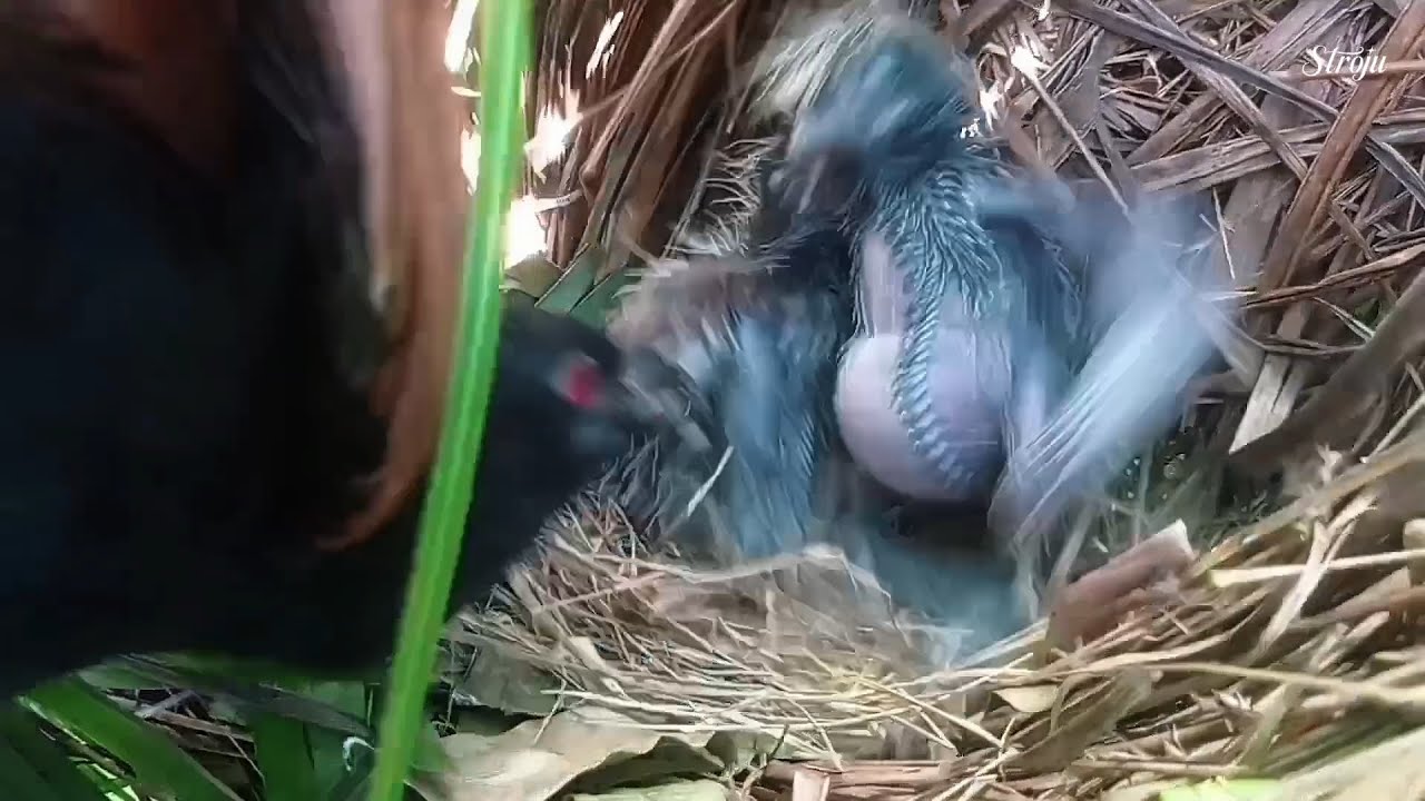 The Tired Mother Bird... She snapped