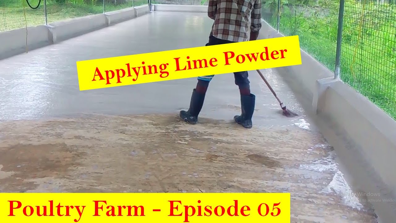 How To Apply Lime Powder To Broiler Breeder Farm | Disinfection Process In Broiler Farm | Episode 05