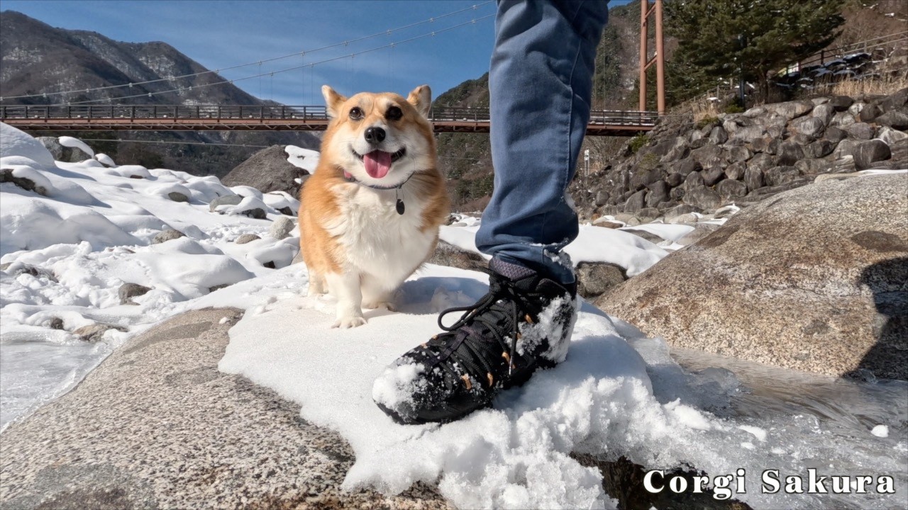 吊り橋のある雪景色を探検したコーギー / A Corgi exploring a snowy landscape with a suspension bridge.