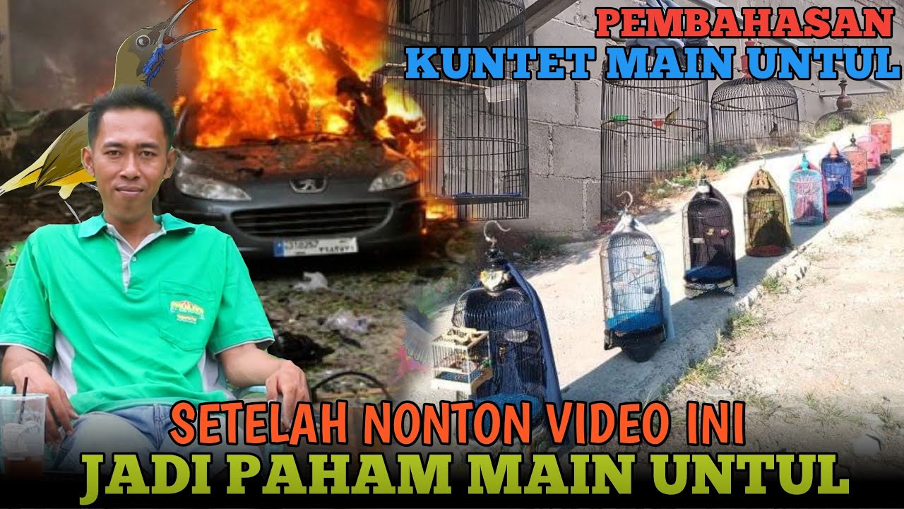 SETELAH NONTON VIDEO INI JADI PAHAM MAIN UNTUL UNTUK BURUNG SOGON LOMBA