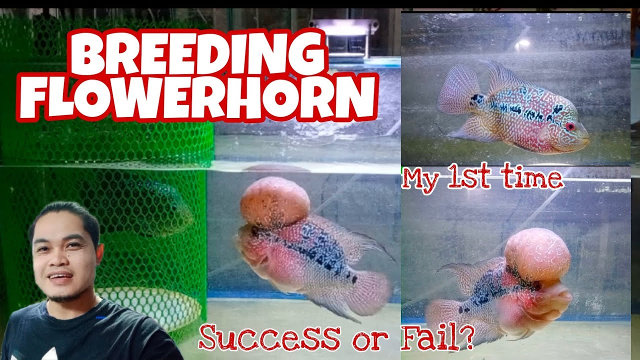 How to Breed Flowerhorn