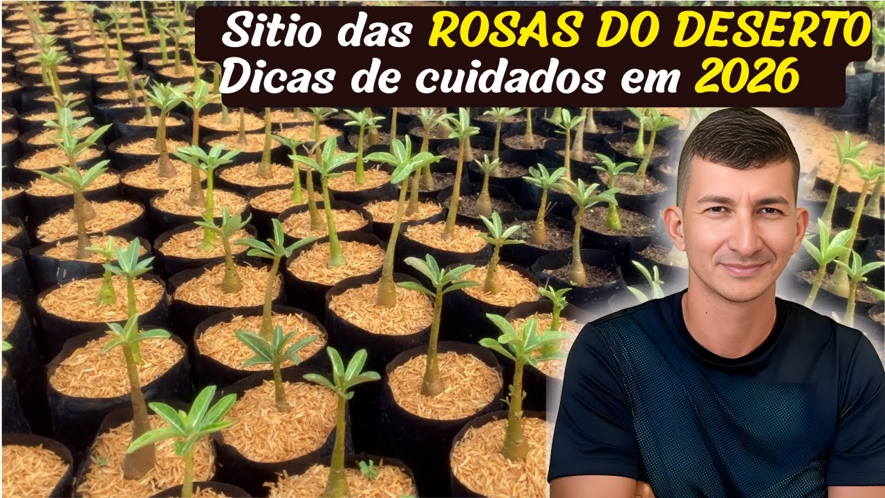 CULTIVO DA ROSA DO DESERTO